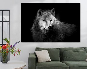 Loup arctique sur Wildpix imagery