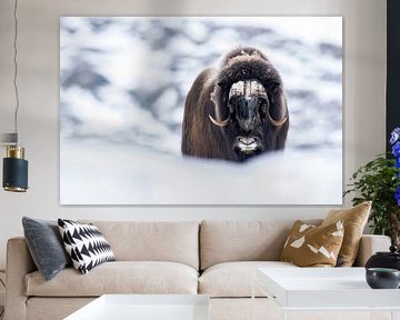 IJstijd van Wildpix imagery