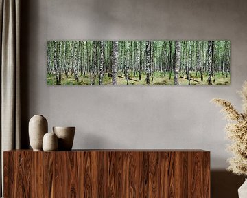 Birch forest (Large)