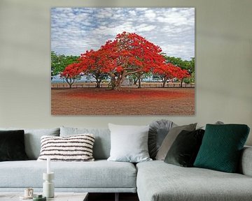Bloesemboom, Darwin, Australie van Liefde voor Reizen
