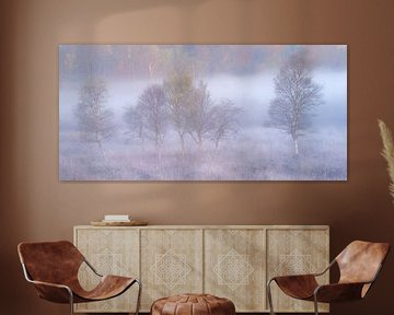 Panorama of Silver Birches in the Fog