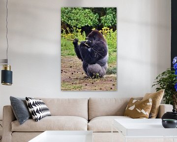 Etende Gorilla van Miranda Fotografie Gemert