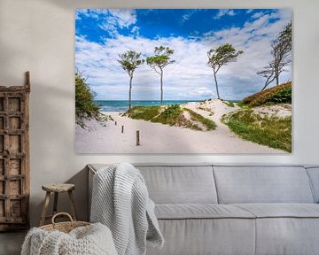 Trees and dune at the west beach on the Fischland-Darß