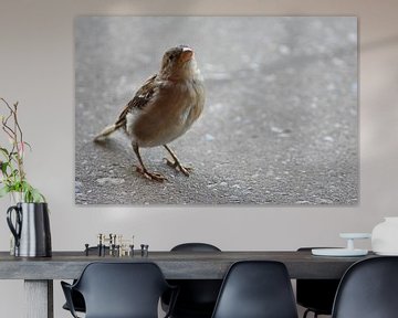 Ein neugieriger kleiner Vogel von Highthorn Photography