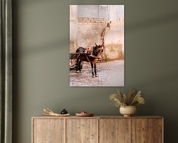 Moroccan Donkey in Marrakesh | Travel Photography by Yaira Bernabela