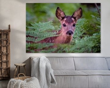 Little fawn between ferns by Bart Vermeiren