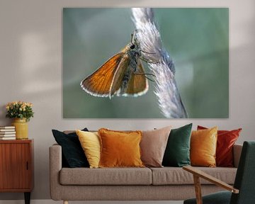 Geelsprietdikopje, vlinders, macro van Sven Scraeyen
