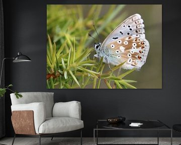 Zilvergroen blauw - Polyommatus coridon