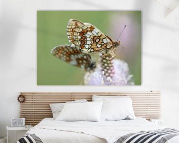 Common Quail Wheat Butterfly II - Melitaea athalia by Iris Volkmar