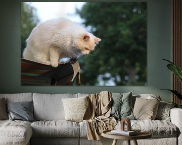 The Cat life by Fotografiemetangie