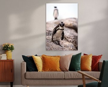 Pinguins bij Boulders Beach in Zuid-Afrika. van Claudio Duarte