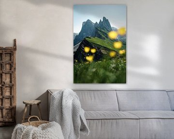 Seceda met alpenbloemen in Zuid-Tirol