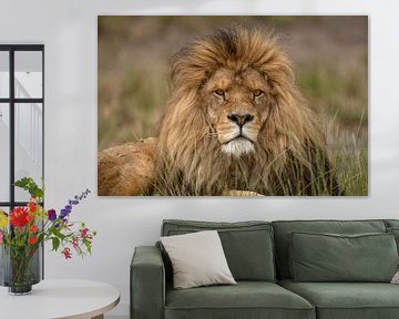 Lion mâle adulte (Panthera leo) se reposant dans l'herbe sur Nature in Stock