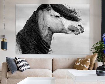 Sprekende Welsh Cob  / Nederland / Paard / Dierenfotografie / Krachtig zwart-wit beeld van Jikke Patist