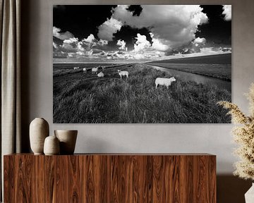 White sheep by Martijn Schornagel