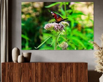 Schmetterling auf Blume von Gwyn de Graaf