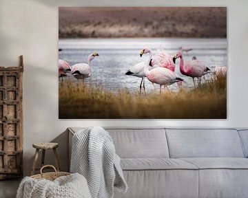 Flamingo's in Bolivia van Jelmer Laernoes