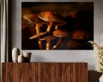 Mushrooms in the Mastbos in Breda by Diana van Geel