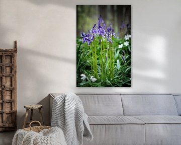 Wood hyacinths in the rain by Niels den Otter
