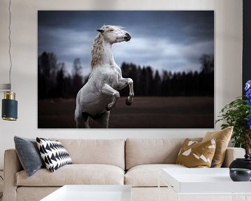 Steigerend Spaans paard / Noorwegen / Paard / Dierenfotografie /Ruig  beeld / van Jikke Patist