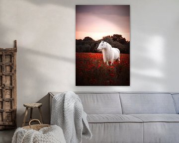 Tinker in klaprozenveld  / Nederland / Paard / Dierenfotografie / Kleurrijk beeld van Jikke Patist