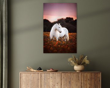 Tinker in oranje bloemenveld  / Nederland / Paard / Dierenfotografie / Rustgevend beeld van Jikke Patist