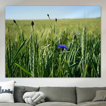 Le bleuet dans le paysage français