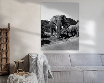 African Elephant Safari 2.0 by Ian Schepers