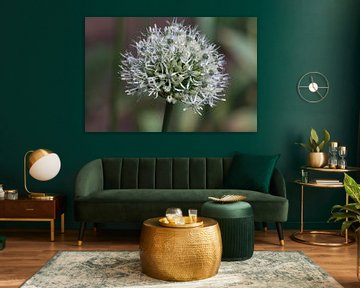 Ornamental onion in bloom by Audrey Nijhof