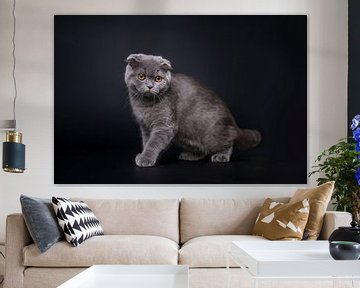 Britse korthaar kat in een artistiek donker portret van Lotte van Alderen