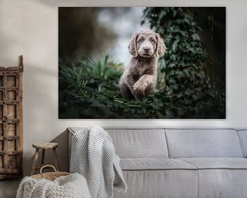 Weimaraner puppy met ondeugende blik in het groen van Lotte van Alderen