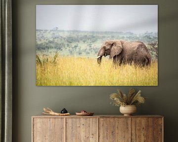 Olifant / Afrikaans landschap / Natuurfotografie / Oeganda van Jikke Patist