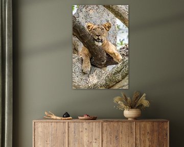 Lionne grimpant aux arbres / Paysage africain / Photographie de la nature / Ouganda sur Jikke Patist