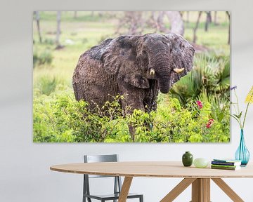 Oogcontact met Olifant / Afrikaans landschap / Natuurfotografie / Oeganda van Jikke Patist