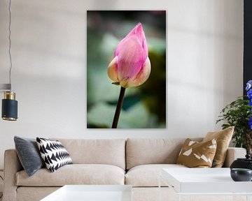 Lotus bloemenknop van Jeroen Langeveld, MrLangeveldPhoto