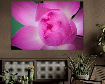Lotus bloem van Jeroen Langeveld, MrLangeveldPhoto