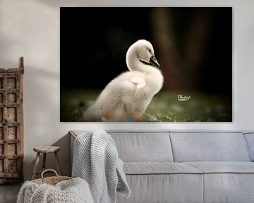 swan by Bart van Mastrigt
