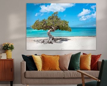 L'arbre Divi divi à Aruba, dans la mer des Caraïbes sur Eye on You