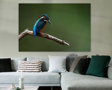 Kingfisher on a branch, looking down by Karin de Jonge
