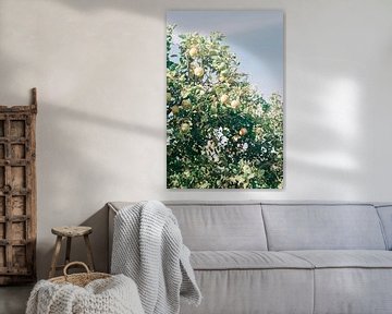 Zitronenbäume in Südafrika | Botanischer Fotodruck für an der Wand von Emma van der Schelde