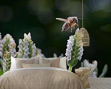 Apismellifera Western Honey Bee