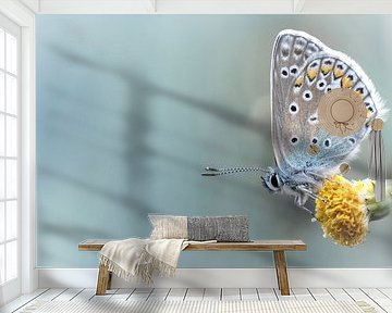 Composition in Yellow and Blue.... (Summer, Butterfly, blue) by Bob Daalder