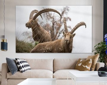 Alpine ibex, Alpine Ibex by Dominik Imhof