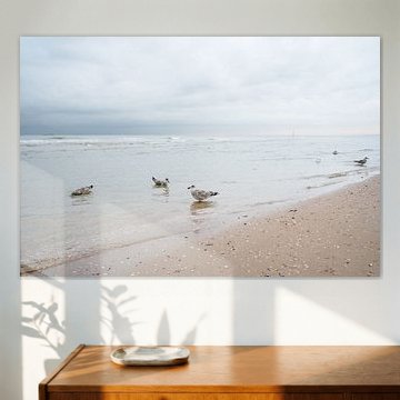 Meeuwen bij zonsopkomst, strand van Scheveningen