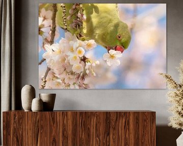 Collar parakeet in Amsterdam during spring in the cherry blossom by Leon Doorn