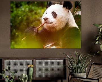 Eating Panda by Michael Bollen