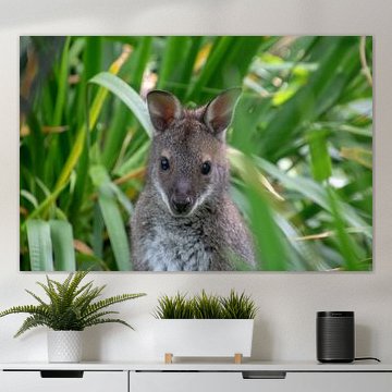 Kangaroo with attention