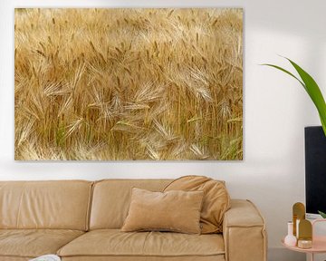 Field with wheat by Ronald Mallant