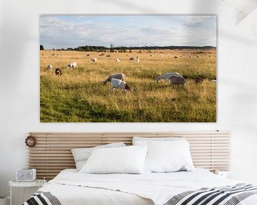 Troupeau de moutons dans le parc national de l'Eifel. sur Gottfried Carls