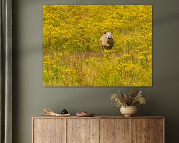 Sheep between the yellow flowers by Wendy Drent